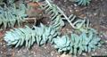 burro's tail 